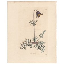 Loddiges Armadio Botanico