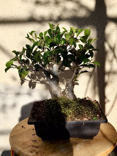 Bonsai ficus benjamin - ficus, 10