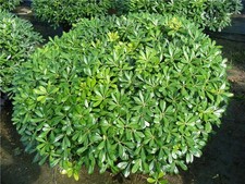 PITTOSPORUM PITTOSPORO NANUM
