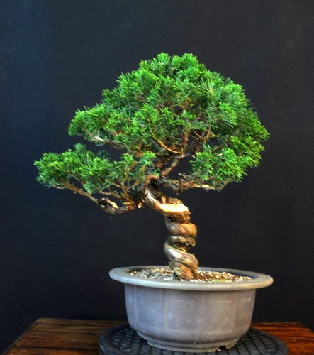 Bonsai ginepro cinese - di,
