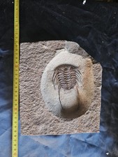 Big Trilobite fossile