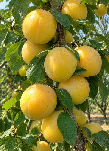 Pianta susino varietà tc - susino,