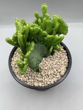 Euphorbia Leucodentron Crestat Pot 14 Cm Verde Brillante Corallo Contorni Foglie
