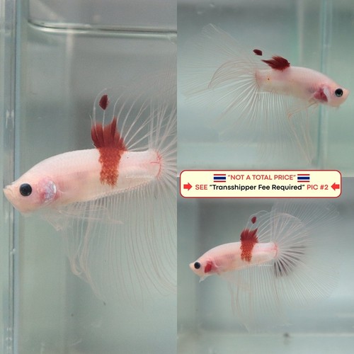 Live betta fish - live,