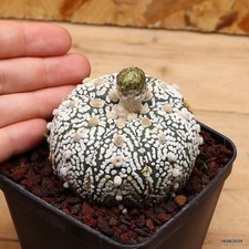 Astrophytum superkabuto Vaso 8