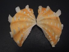 Collector Fave...TRIDACNA