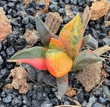 Rare Cacti Ariocarpus fis var