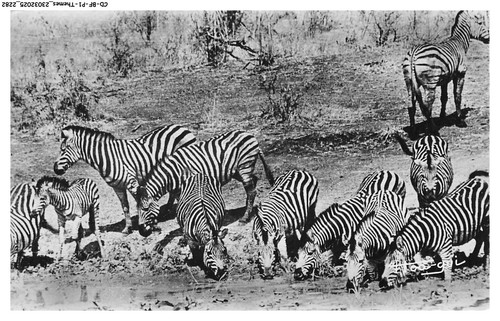 Bfp1 1142 animali zebre - -,