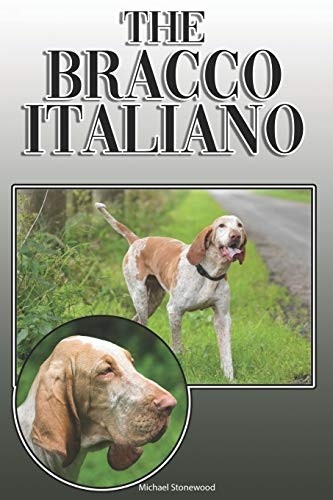Bracco italiano a complete - :,