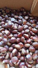 castagne calabresi 10 kg