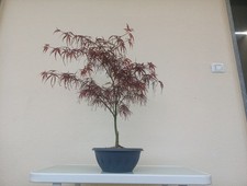 BONSAI ACERO GIAPPONESE
