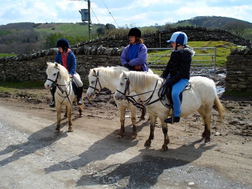 Gallese pony cob - &,