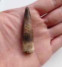 Dente di Spinosauro 6 cm -