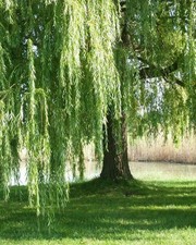 Salice piangente "Salix