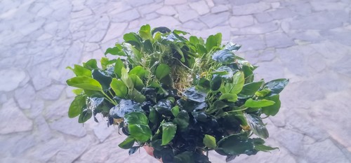 Anubias bonsai nana - 4,