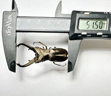 Maggiolino -Lucanidae