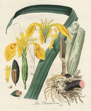 Stampa antica-IRIS
