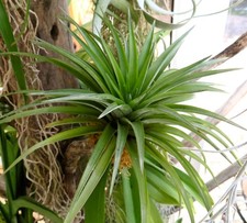 Tillandsia abdita -  - Pianta d'aria | Specie Rara