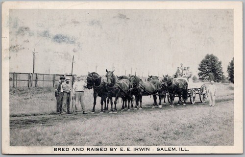 Cartolina salem horse - cartolina,