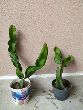 2 Piante Di Pitaya, Frutto Del Drago, Dragon fruit, Varietà Undatus+ Hibridum