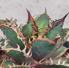 vaso 10 cm Agave titanota 'Red