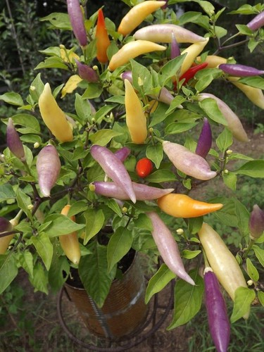 Aji omnicolor peperoncino - omnicolor,