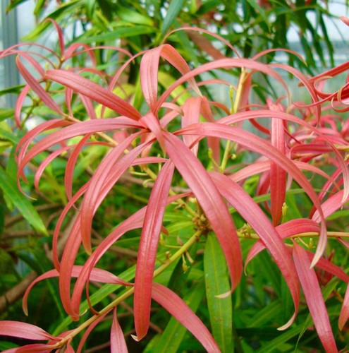 Podocarpus neriifolius - -,