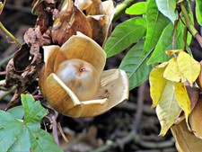 Distimake tuberosus merremia - tuberosus,