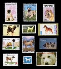 JAPANESE AKITA INU DOG