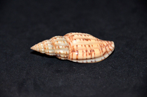 Scarce specimen lyria - scarce,
