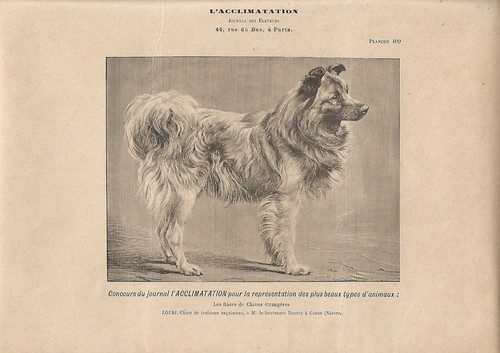 Stampa antica cane slitta - stampa,