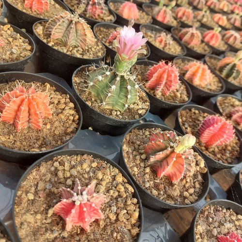 Gymnocalycium mihanovichii