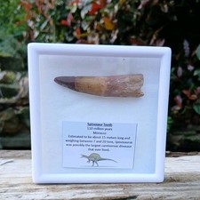 Fossil Spinosaur tooth Fossil