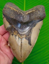 DENTE DI SQUALO MEGALODONTE