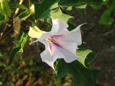 🔥 Datura bianco/viola 15