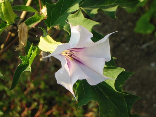 Datura bianco viola 15 - 🔥,
