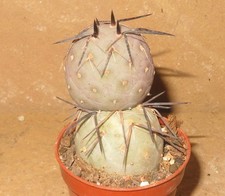 Tephrocactus geometricus