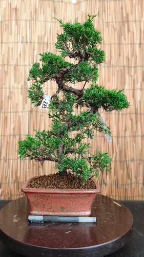 Bonsai ginepro itoigawa h - bonsai,