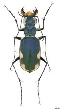 Coleotteri Cicindelidae