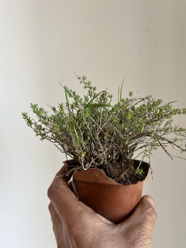 Bonsai timo macchia - timo,