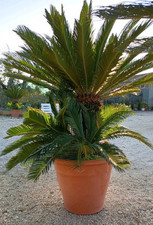 Pianta Di Cycas Revoluta Vaso