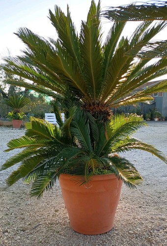 Pianta cycas revoluta vaso - cycas,