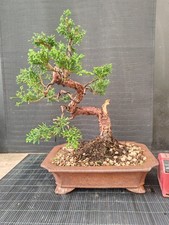 Bonsai ginepro chinesis cm - ginepro,