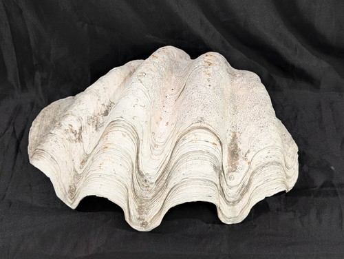Tridacna gigas guscio - tridacna,