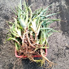 Piante piccole e adulte di aloe Vera