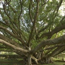 Ficus retusa vaso - retusa, (vaso