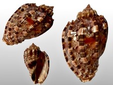 Harpidae, Harpa Harpa