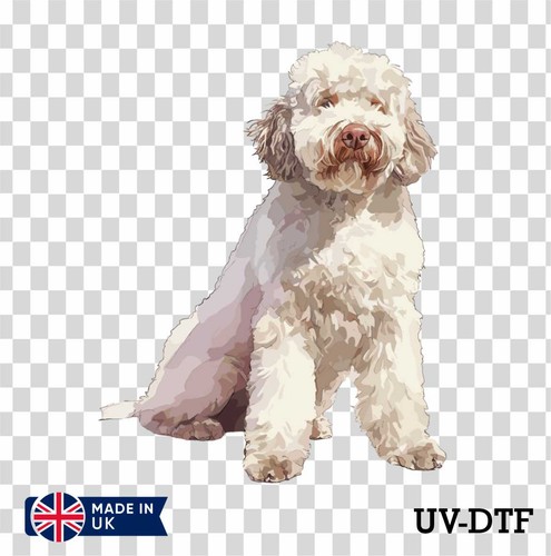 Adesivo lagotto romagnolo cane - adesivo,