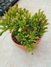 CRASSULA GOLLUM, 21 CM COCCIO!!!