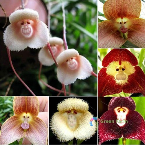 Semi orchidea faccia di - semi,